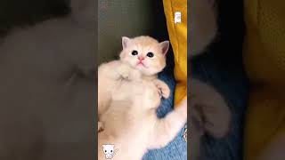 #CuteCats#FunnyCats#CatVideos#CatsOfYoutube#AdorableCats#CatLovers#Meow#CatLife#KittenVideos