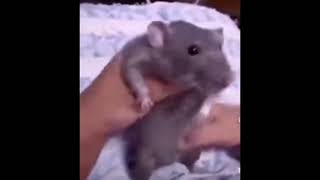 Rat Dancing To Fnaf Song