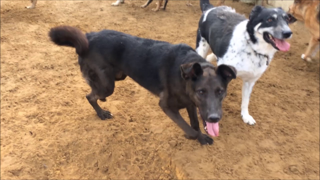 Тимон - YouTube