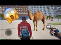 I buyed a camel in our place mr hai mon yt