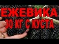 Ежевика что с ней делать как ухаживать, обрезать. Ежевика садовая