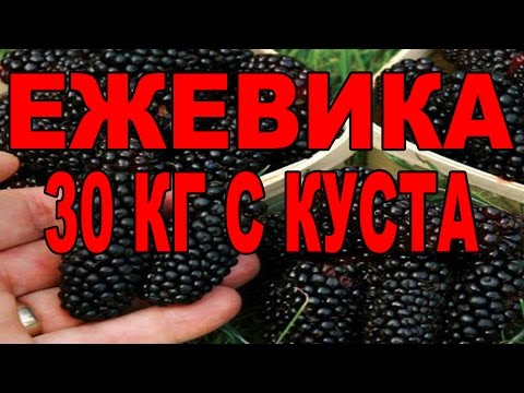 Как ухаживать за ежевикой весной