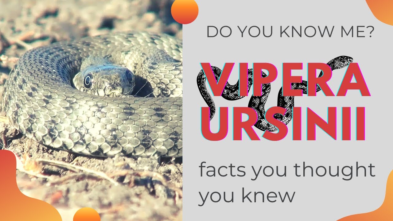 Viper Snake - Facts and Beyond