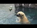 20180904:今日の円山動物園 の動画、YouTube動画。