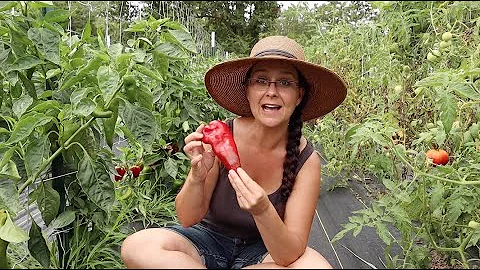 I CAN'T live WITHOUT these PEPPERS! The BEST and WORST peppers in the GARDEN.