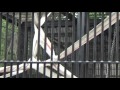 2017.5.6 宇都宮動物園☆チンパンジー【その２】 の動画、YouTube動画。