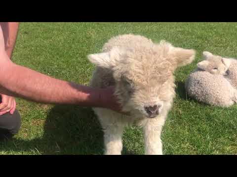 MR ELTON- Greyface Dartmoor sheep for sale, Moorparks Holiday Cottages, Winkleigh, North Devon