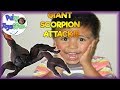 GIANT SCORPION SURPRISE ATTACKS LITTLE BOY -Puky Toys&amp;Fun