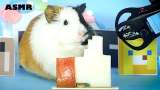 2 Guinea Pig Eating FACEBOOK LIKE Button | MINECRAFT version ASMR Hamster screenshot 5