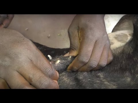 Vidéo: Vers Pulmonaires Chez Les Chiens