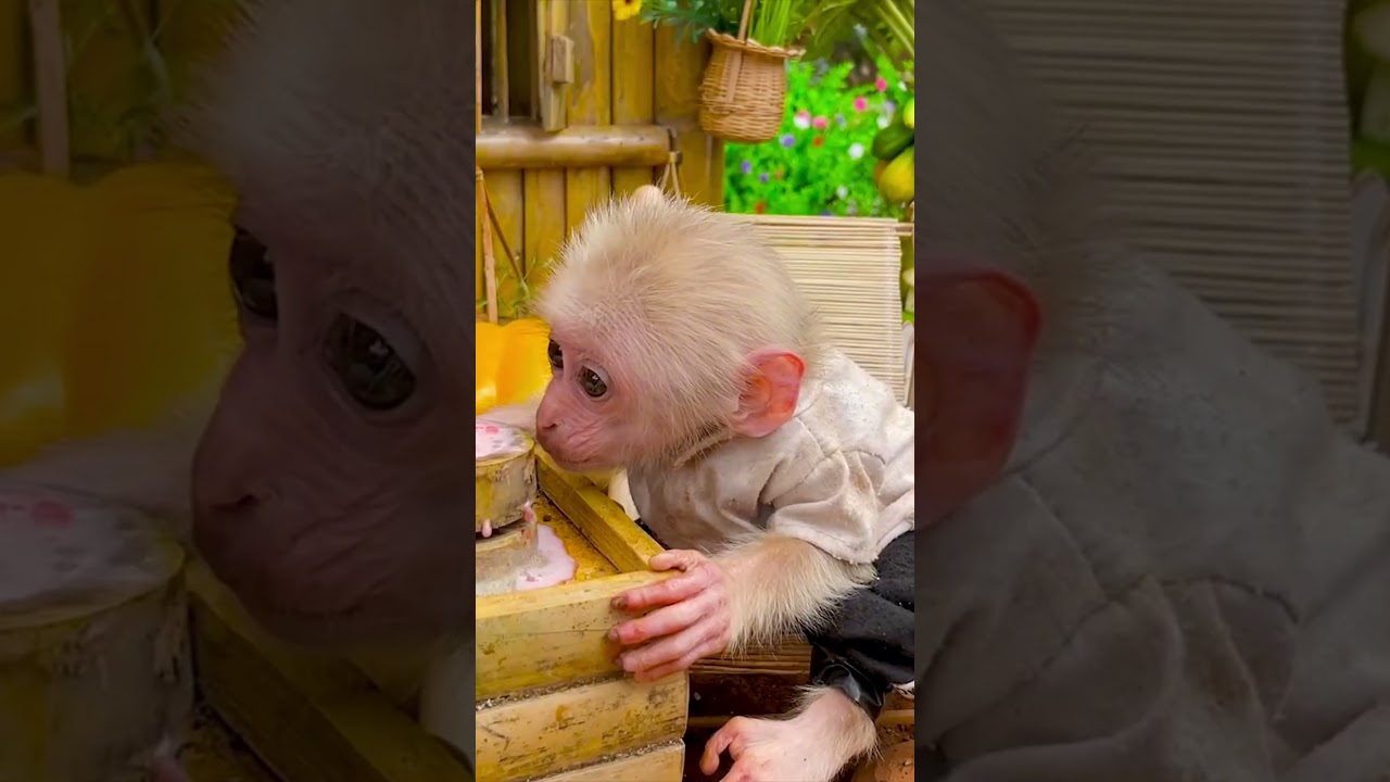 Baby monkey eat fruit and drink smoothie with pig  