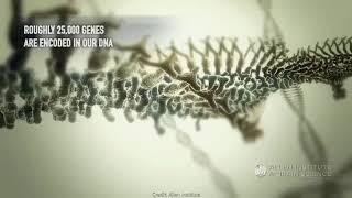 Zooming into the Brain. Through Neurons to DNA