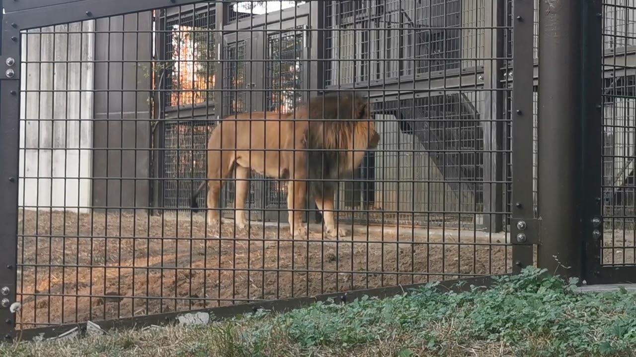 2025.12.16(火)　ライオン　のんほいパーク