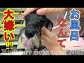 【必死】お風呂が苦手な子犬をセルフウォッシュで洗ってみた【頑張れにこ‼】