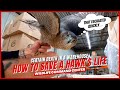 Saving a hawk from certain death  raptor rescue  wildlife command center  ep 4