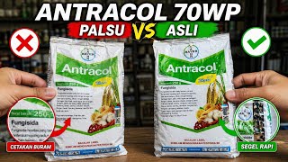 Awas ANTRACOL 70WP ASLI vs PALSU‼️ Cara Bedakan yang Benar