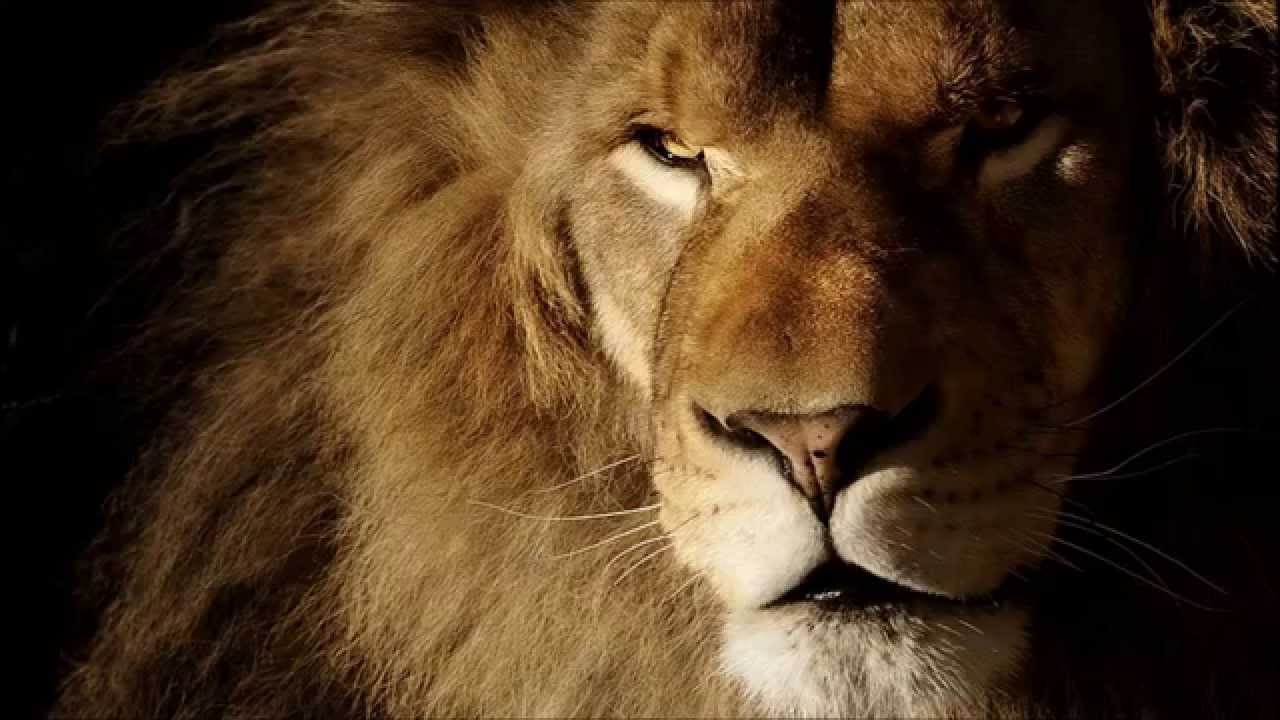 Strašan lav (Awesome Lion) - YouTube