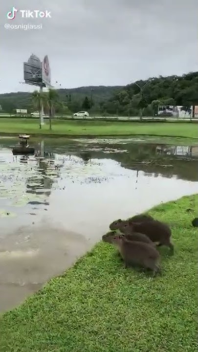 capybaras Jump Into Water With Quake Sound Effects YouTube capybaras-jump-into-water-with-quake-sound-effects-youtube