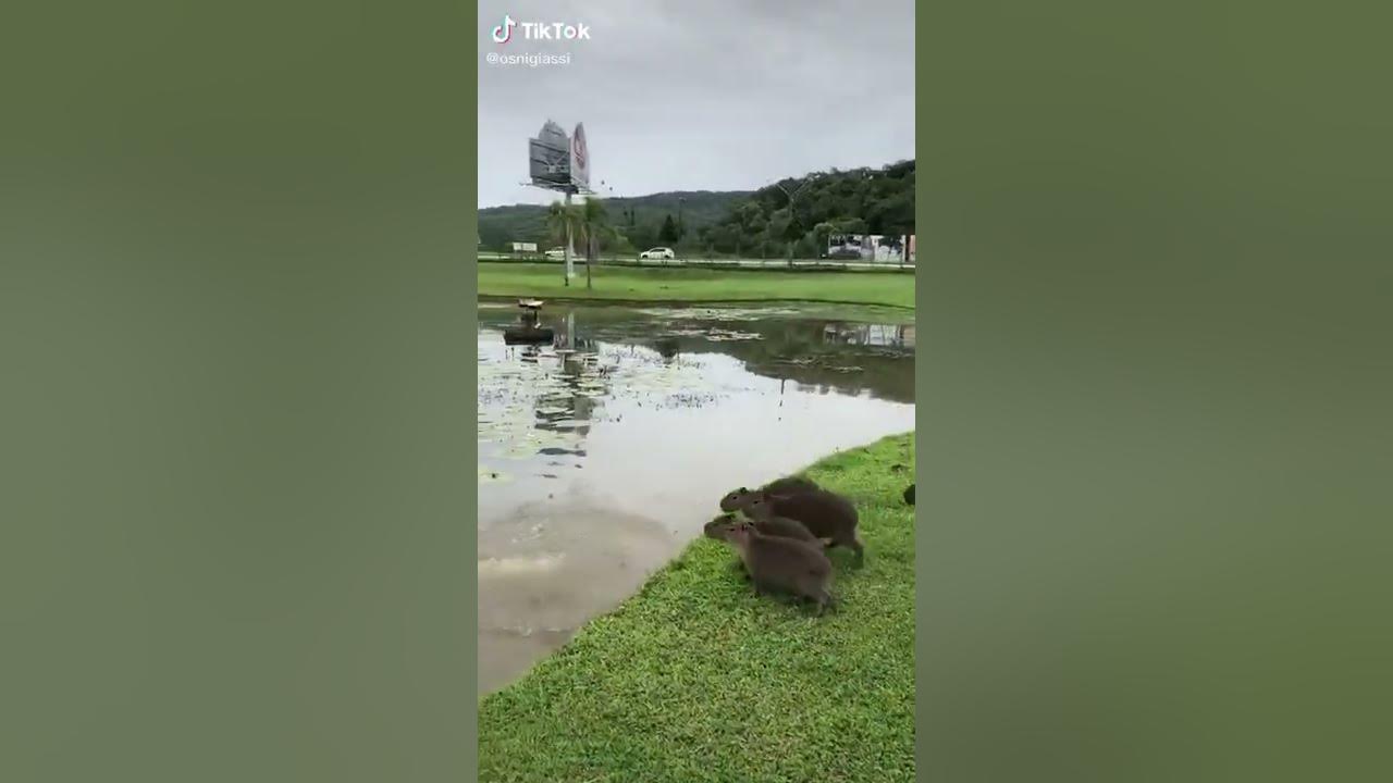 capybaras Jump Into Water With Quake Sound Effects YouTube capybaras-jump-into-water-with-quake-sound-effects-youtube