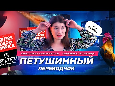 Видео: Переводчик с петушиного языка