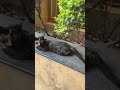 【インドの猫】今日もニャンズは元気に遊び回っています #cat #子ネコ #好きな子猫