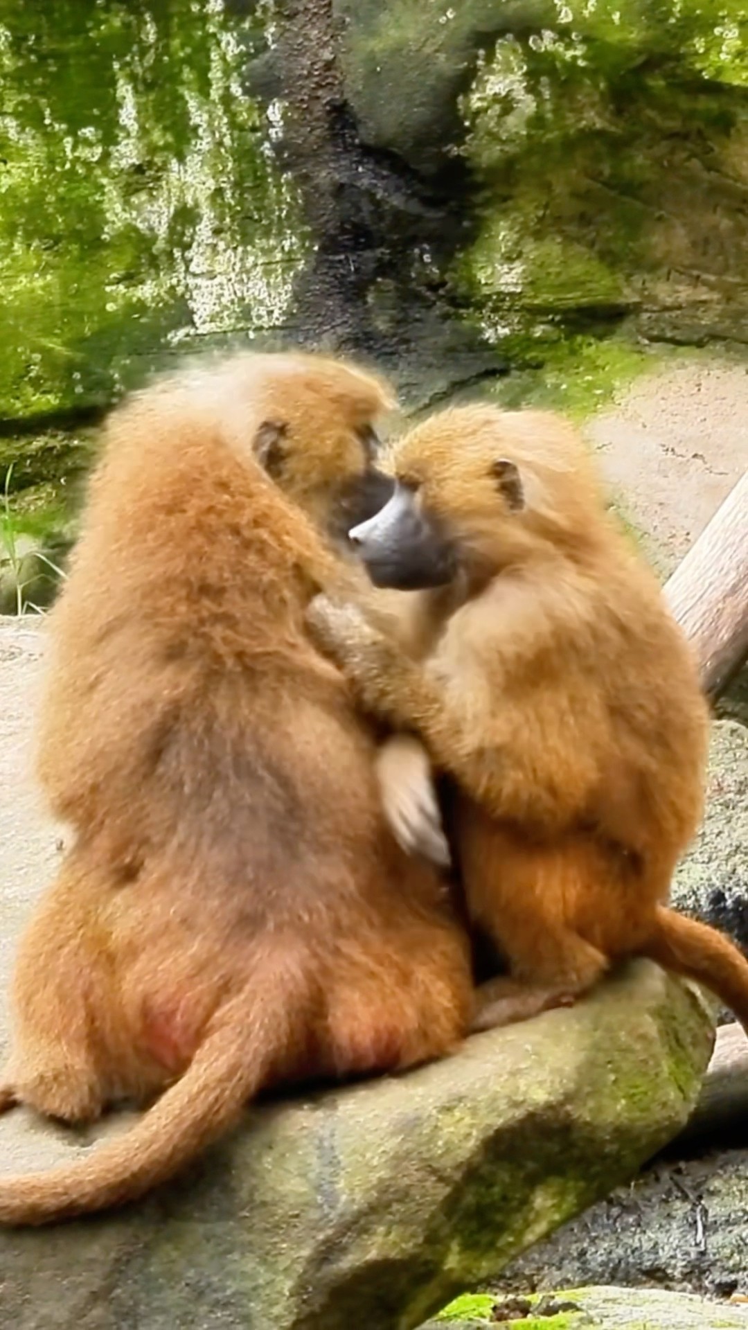 Monkey Couple Arguing