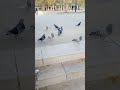 Pigeons family  famille pigeons ep22