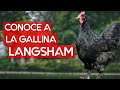 Gallina langsham 🐔 Una de las razas de pollos más altas del mundo