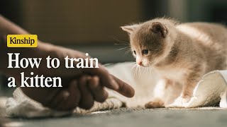 How to Train Your Kitten (Yes, It’s Possible!)
