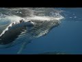 Ocean film festival world tour 2023 trailer