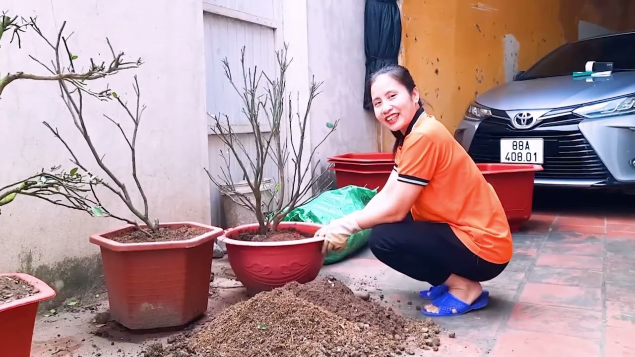 PHẦN 2: TRỒNG LẠI QUẤT SAU KHI CHƠI TẾT // NGÂN HÀ THỬ NGHIỆM KỸ THUẬT NHÀ NÔNG-QUẤT VÒM