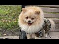 Собачье зло на прогулке #animals #померанскийщпиц #funnyvideos #ukraine #doggies #pets #популярное