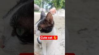 No Voice, Only Pain 🐾 | Stray Cat Taher’s Sad Journey #NoVoiceOnlyPain #StrayCatStory