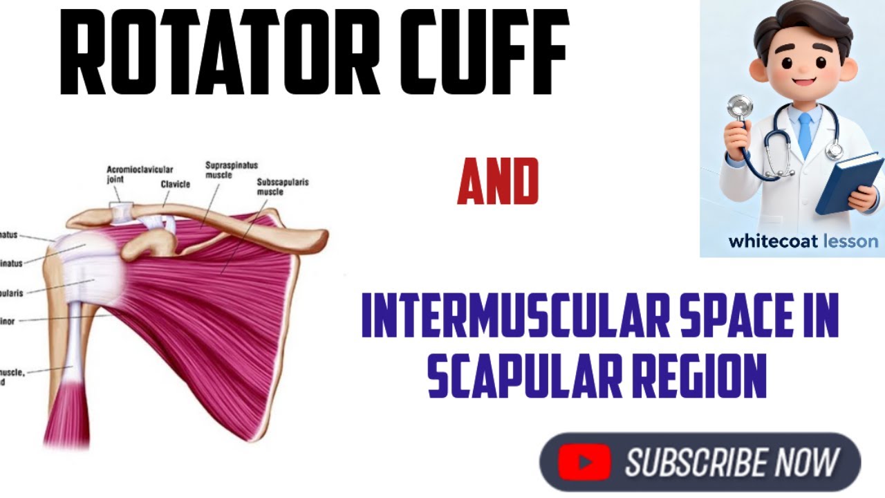 Rotator Cuff & Scapular Intermuscular Spaces Explained | MBBS Anatomy