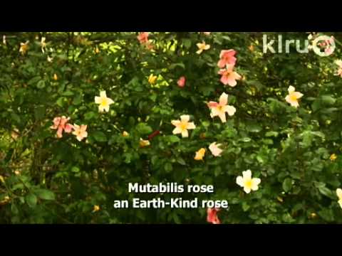 Rose troubles|Daphne Richards|Central Texas Gardener