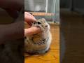 ピー助は何をされても動じません #ピー助 #リチャードソンジリス #cute #animal