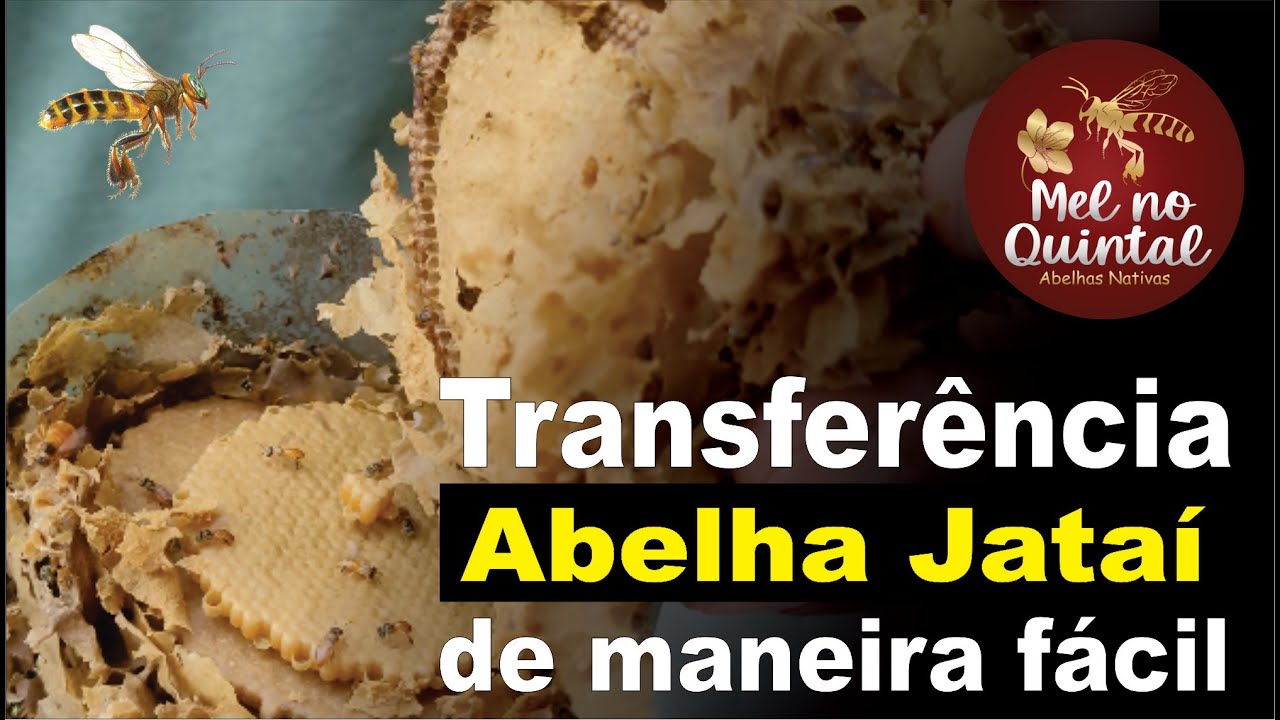 Abelha Jataí, fácil de capturar e fácil de transferir