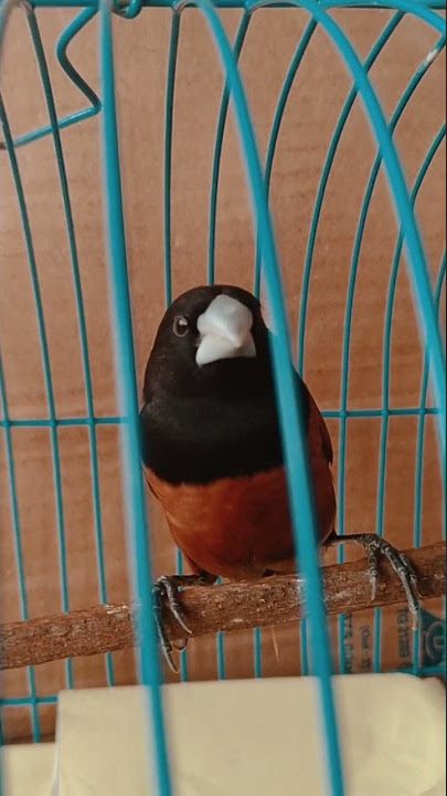 burung emprit Bondol/kepala hitam