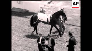 IRISH DERBY SENSATION
