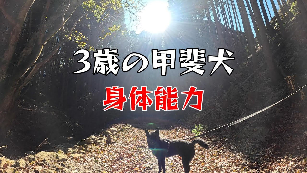【甲斐犬】3歳の甲斐犬こんな感じ【身体能力】