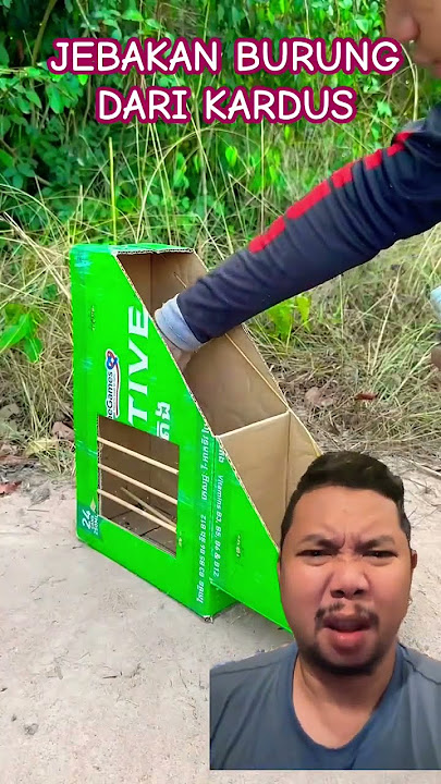 BURUNG MERPATI DAN JEBAKAN BURUNG!!?? #pigeon #uniquetrap #birds #easytrap #trapbox #birdtrap
