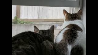 Cats Birdwatching