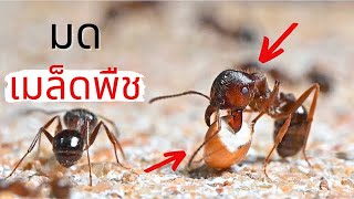 EP 28 บุกบ้านตะลุยยุ้งฉางมดเมล็ดพืช!? มดนักสะสมเมล็ดพันธุ์!! | MORE MOD