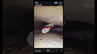 Download Lagu Saat Petualangan Berubah Mematikan: Kisah John Jones di Gua Nutty Putty MP3