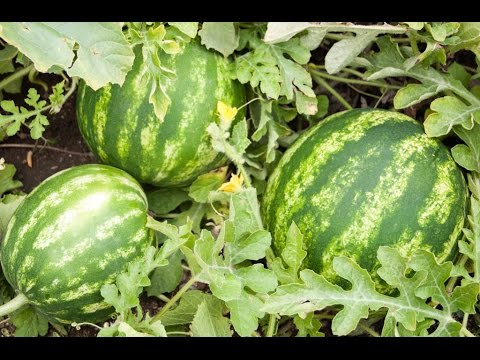 How to Grow Watermelons - Complete Growing Guide - YouTube