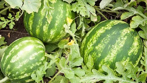 How to Grow Watermelons - Complete Growing Guide - DayDayNews