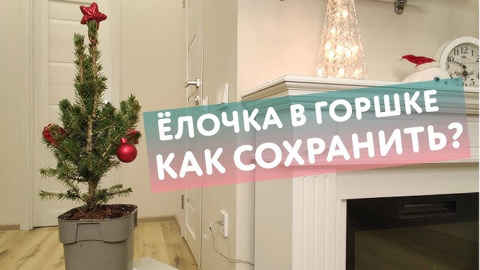 Живая елка в горшке: как сохранить и ухаживать за елочкой в квартире