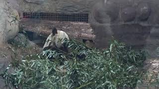 PANDA HOUSE @ Beijing Zoo, China(3)