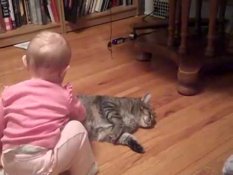 ნებისყოფის დემონსტრირება კატის მხრიდან...