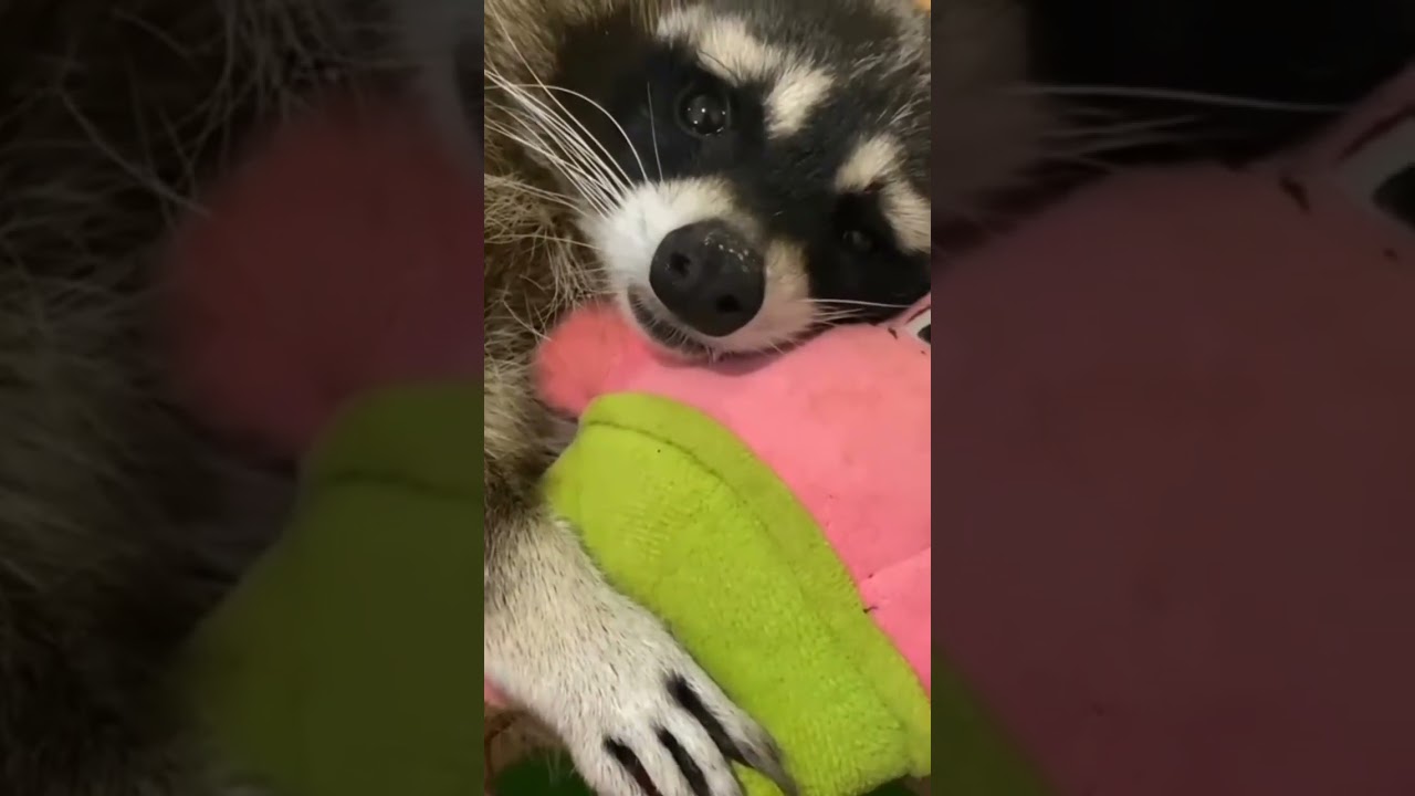 #Raccoon